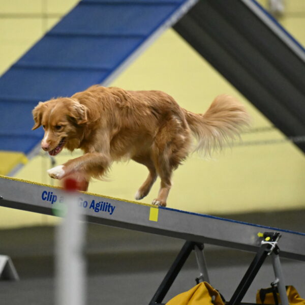 Gracie-Zielinski-09822