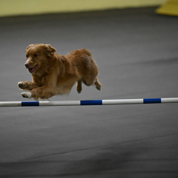 Gracie-Zielinski-09834