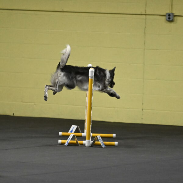 Grindylow-Rachow-03909