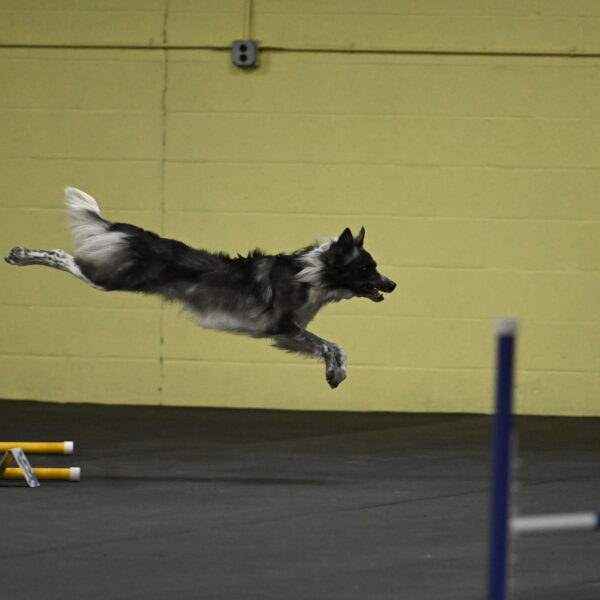 Grindylow-Rachow-03914