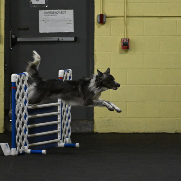 Grindylow-Rachow-03922