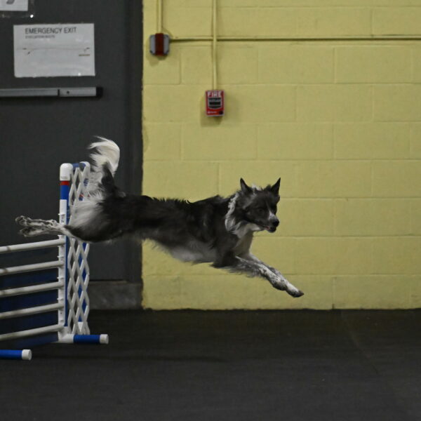 Grindylow-Rachow-03923