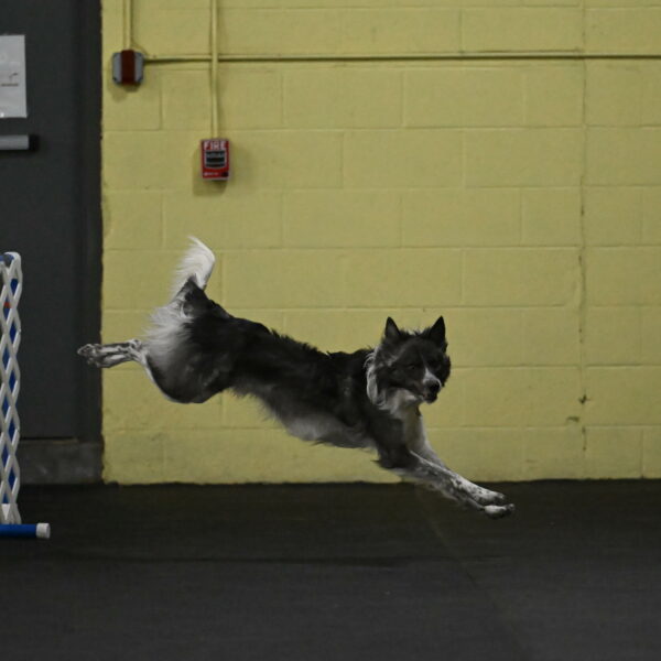 Grindylow-Rachow-03924