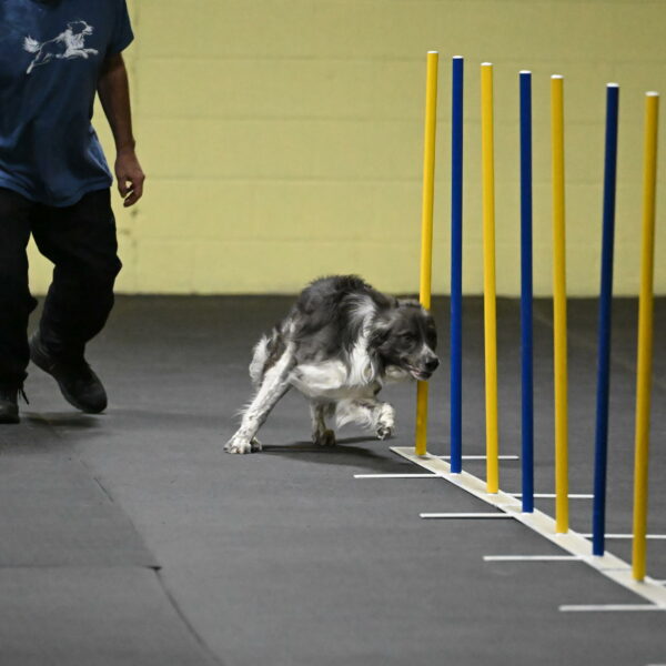 Grindylow-Rachow-03926