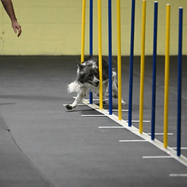 Grindylow-Rachow-03930