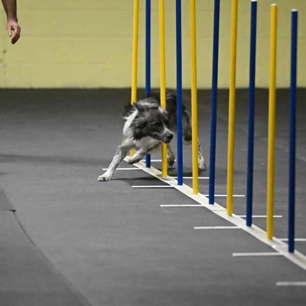 Grindylow-Rachow-03931