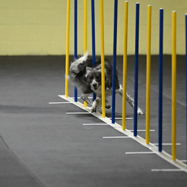 Grindylow-Rachow-03935