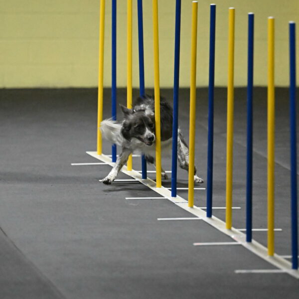 Grindylow-Rachow-03936