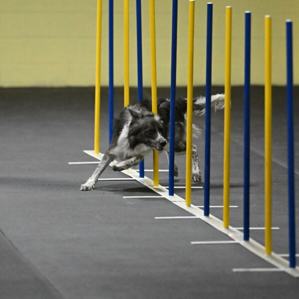 Grindylow-Rachow-03937