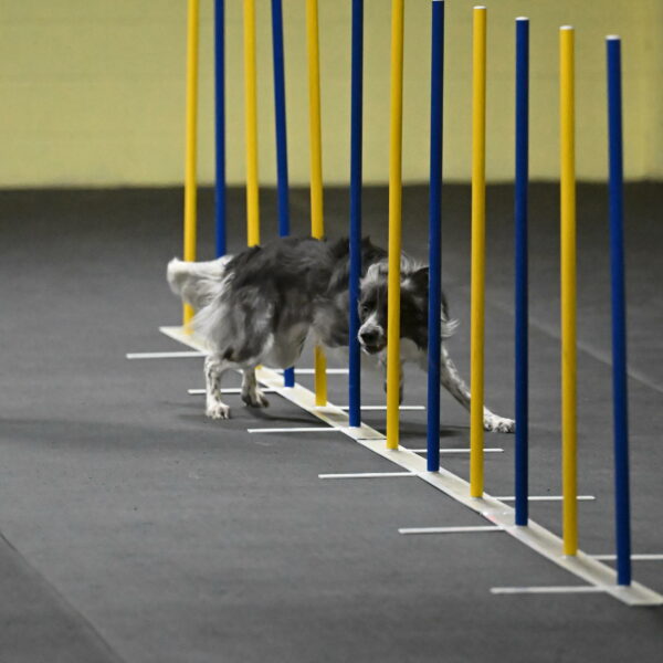 Grindylow-Rachow-03940