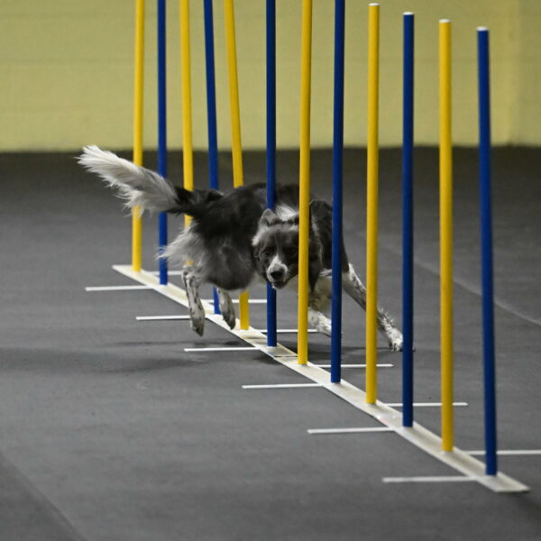 Grindylow-Rachow-03941