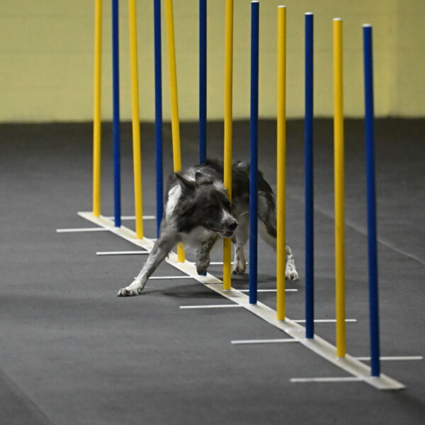 Grindylow-Rachow-03942