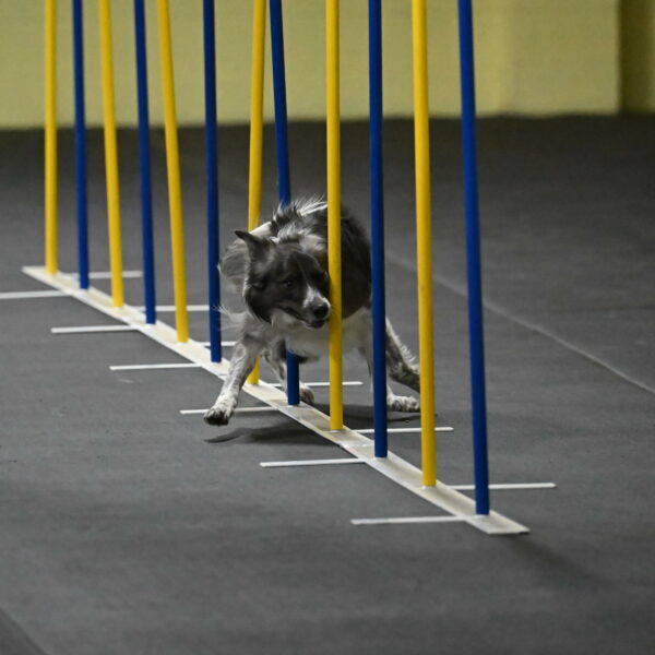 Grindylow-Rachow-03947