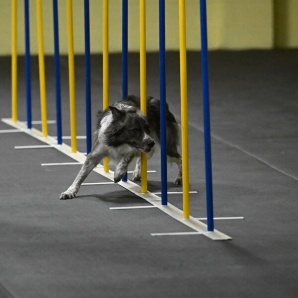 Grindylow-Rachow-03948