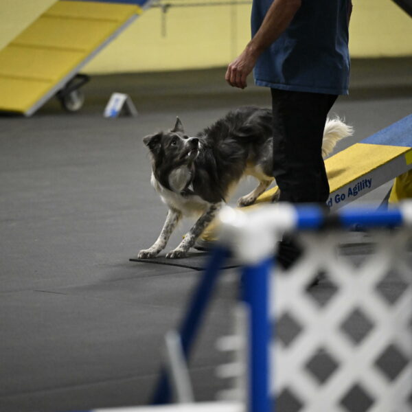 Grindylow-Rachow-03984