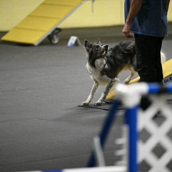 Grindylow-Rachow-03986