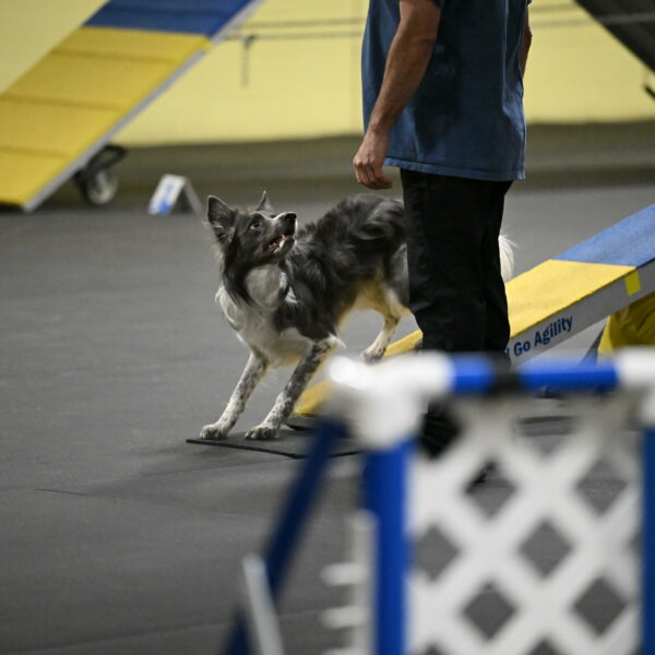 Grindylow-Rachow-03989