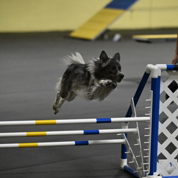 Grindylow-Rachow-03995