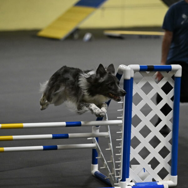 Grindylow-Rachow-03996