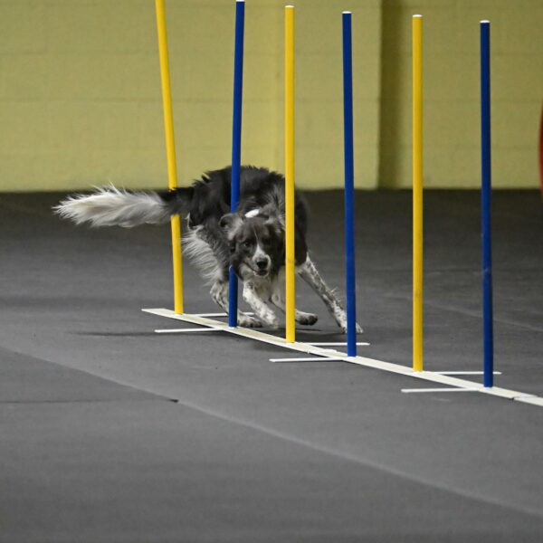 Grindylow-Rachow-04017