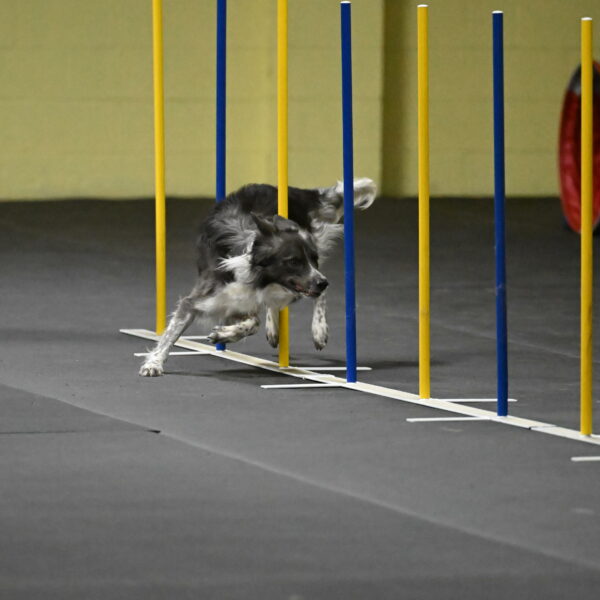 Grindylow-Rachow-04019