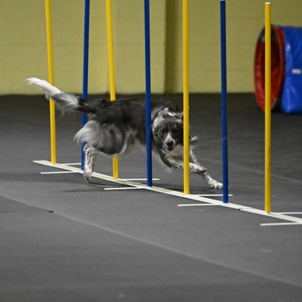 Grindylow-Rachow-04022