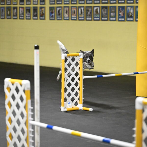 Grindylow-Rachow-04048