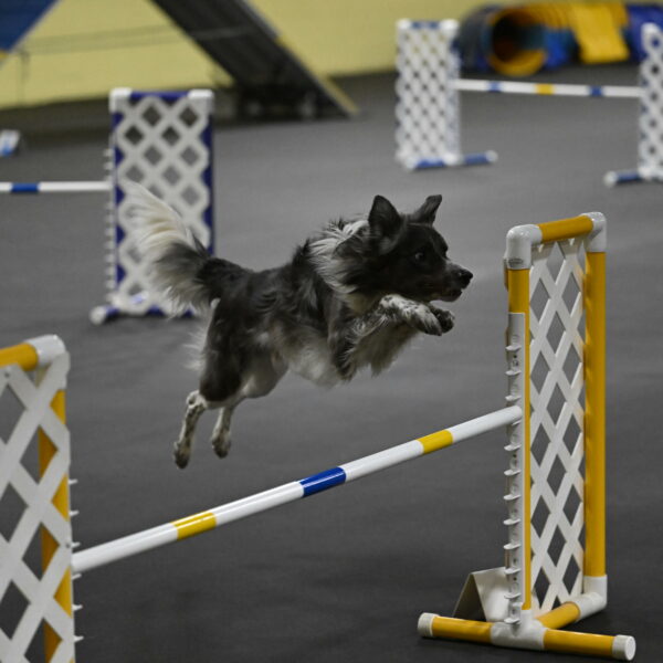 Grindylow-Rachow-04066