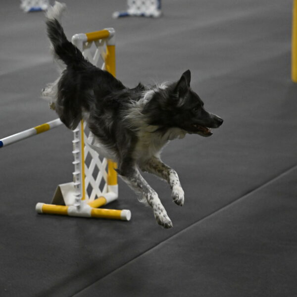 Grindylow-Rachow-04069