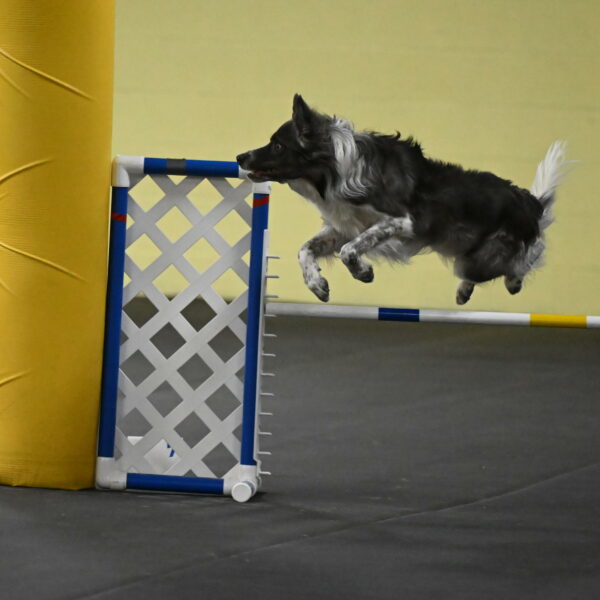 Grindylow-Rachow-04070