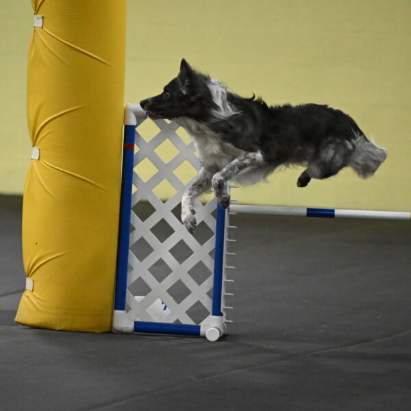 Grindylow-Rachow-04071