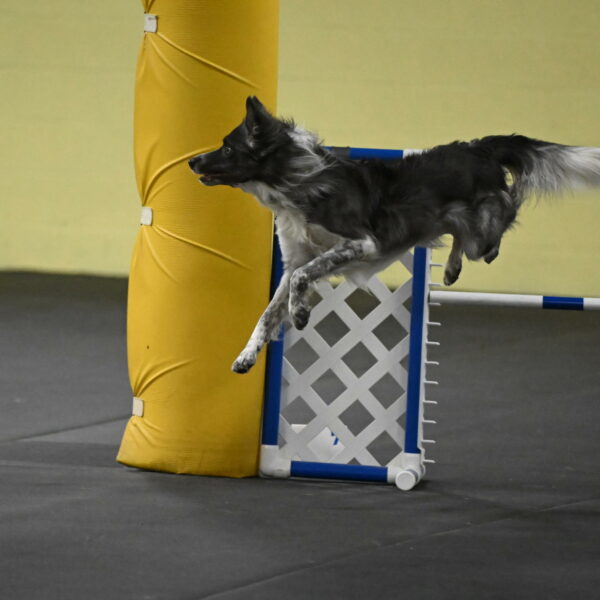 Grindylow-Rachow-04072