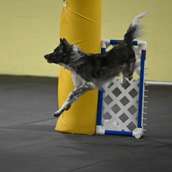 Grindylow-Rachow-04073