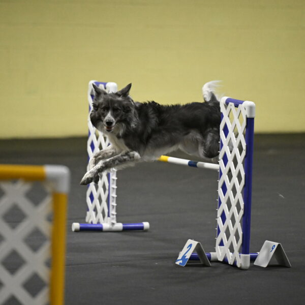 Grindylow-Rachow-04078