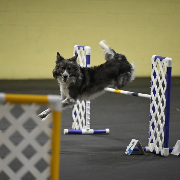 Grindylow-Rachow-04079