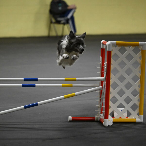 Grindylow-Rachow-04083