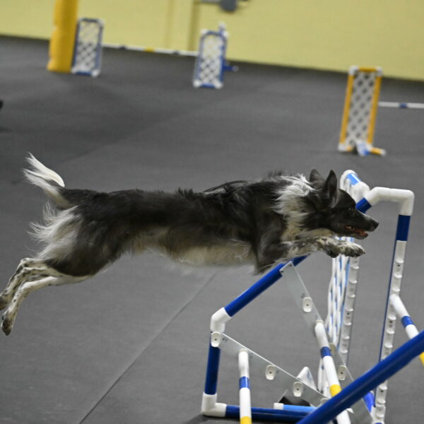 Grindylow-Rachow-04088