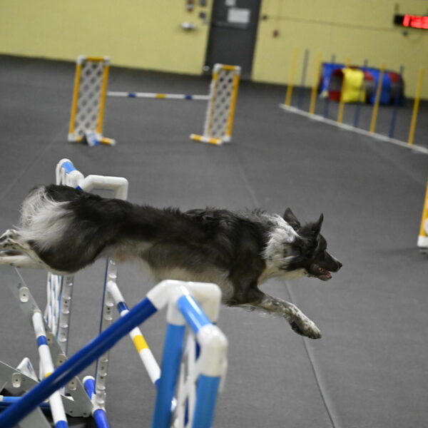 Grindylow-Rachow-04090