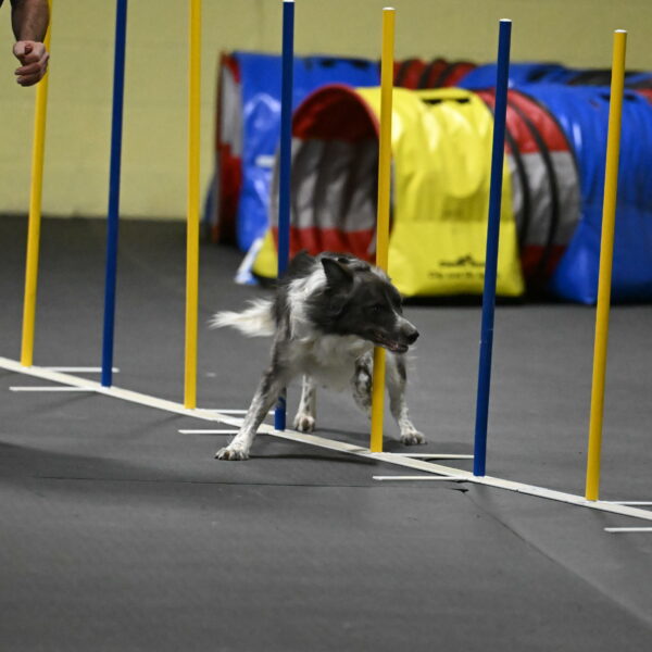 Grindylow-Rachow-04100