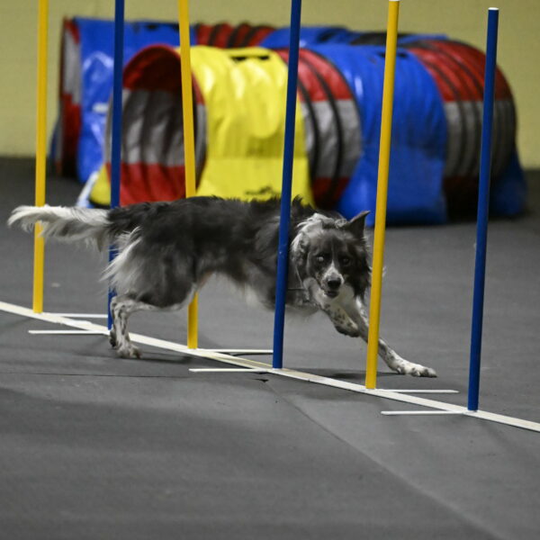 Grindylow-Rachow-04103