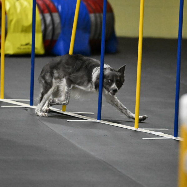 Grindylow-Rachow-04108