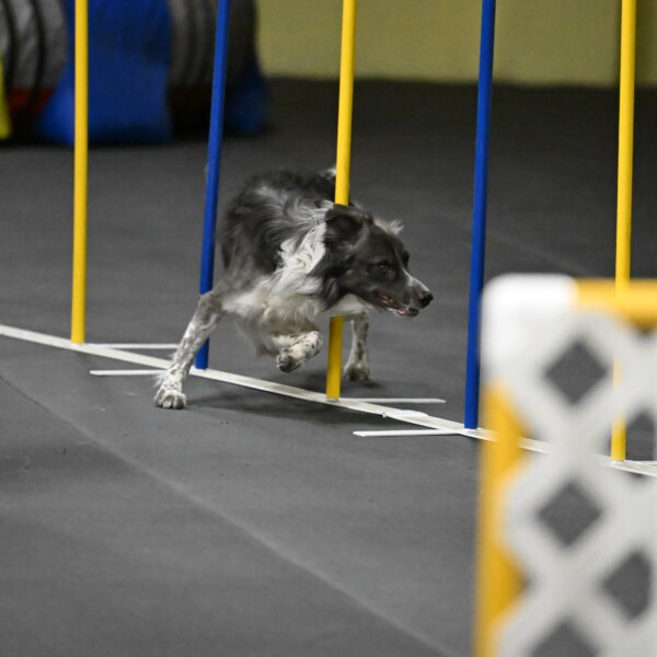 Grindylow-Rachow-04112