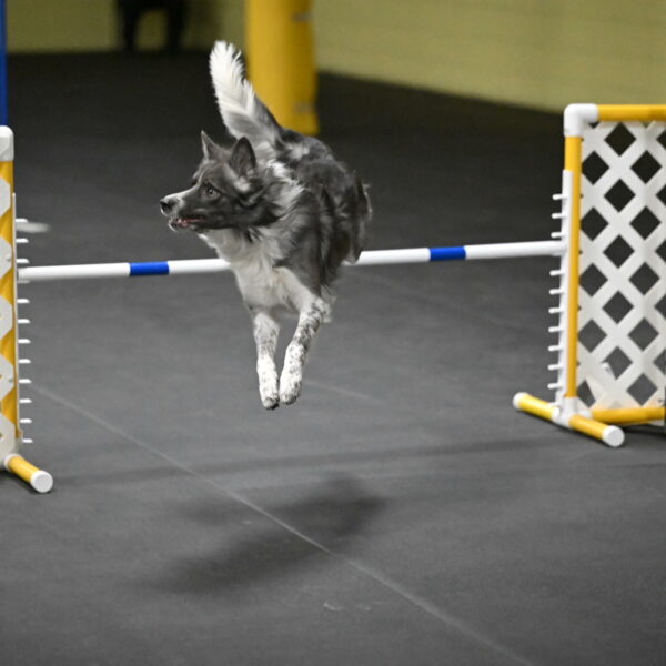 Grindylow-Rachow-04118