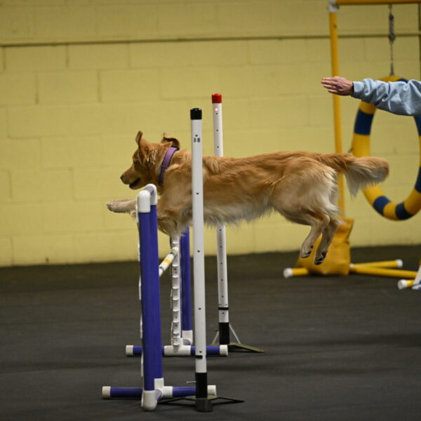 Holli-Likevich-03240