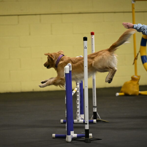 Holli-Likevich-03241