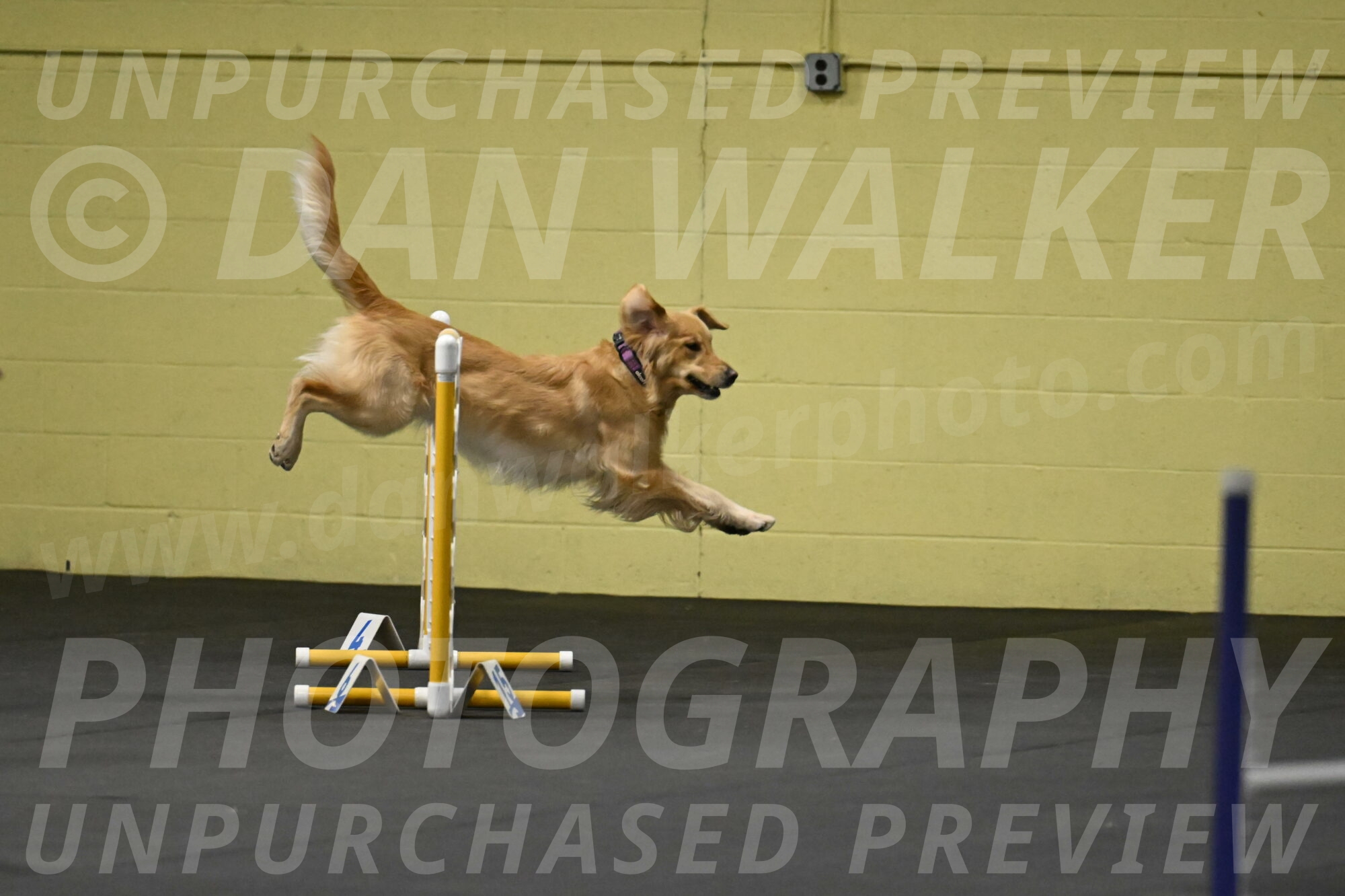 Holli-Likevich-03247