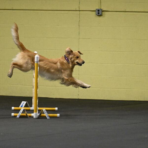 Holli-Likevich-03247