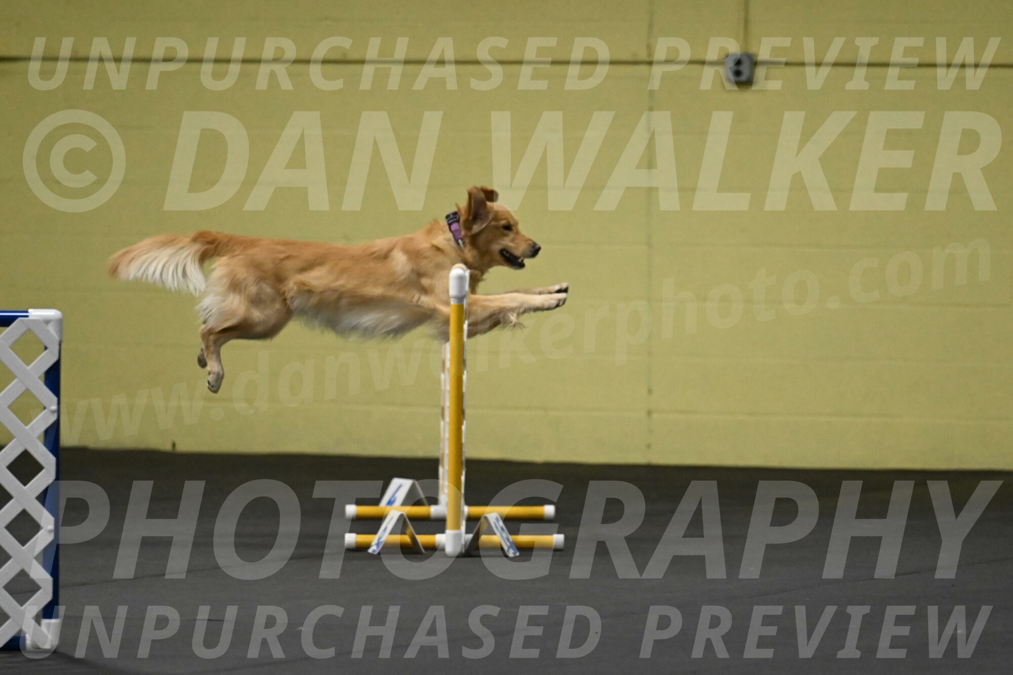 Holli-Likevich-03250