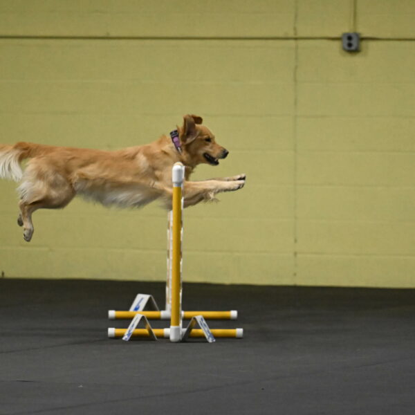 Holli-Likevich-03250