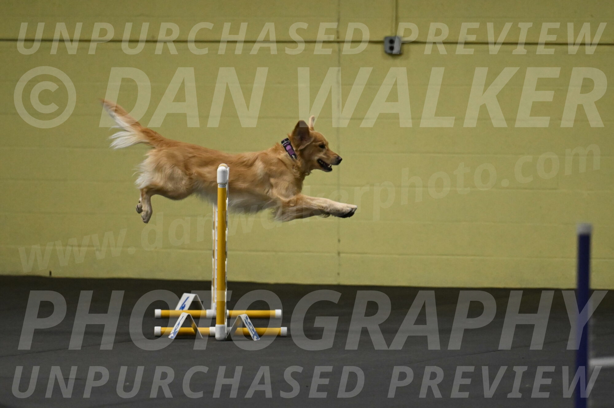 Holli-Likevich-03251